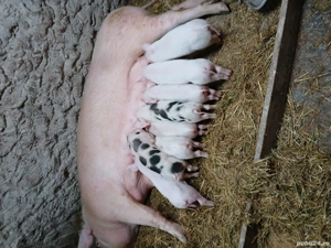 vînd scrafă cu purcei - imagine 5