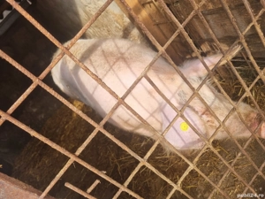 Vând purcea crescută natural - imagine 4