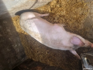 Vând purcea crescută natural - imagine 3