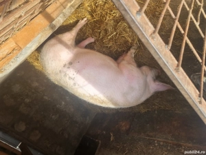 Vând purcea crescută natural - imagine 2