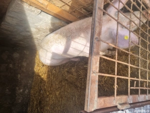 Vând purcea crescută natural