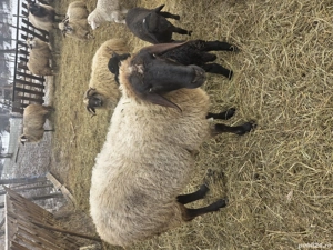 Oi de vanzare - imagine 2