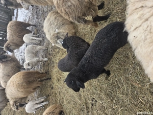 Oi de vanzare - imagine 5