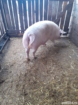 vand scroafa landras - imagine 3