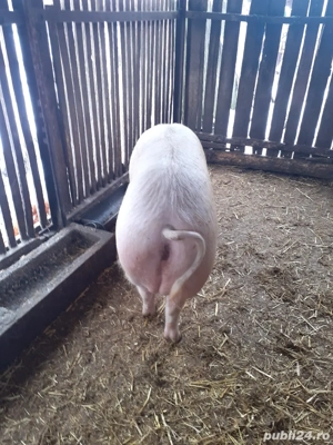 vand scroafa landras - imagine 2