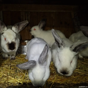 iepuri californieni - imagine 4