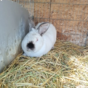 iepuri californieni - imagine 3