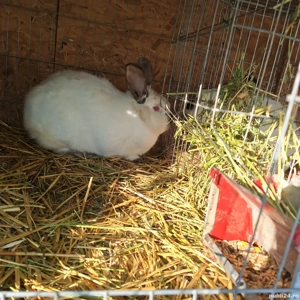 iepuri californieni - imagine 5