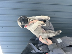 Disponibil pui  Kangal! - imagine 4