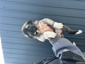 Disponibil pui  Kangal! - imagine 2