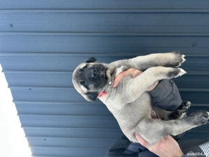 Disponibil pui  Kangal! - imagine 3