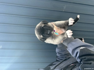 Disponibil pui  Kangal!