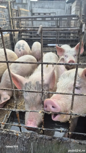 Vând grăsuni - imagine 2