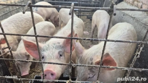 Vând grăsuni - imagine 3