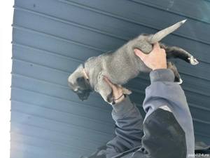 Disponibil pui  Kangal! - imagine 5