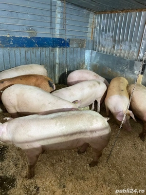 porci de vanzare  - imagine 3