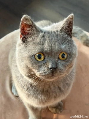 British Shorthair Blue 