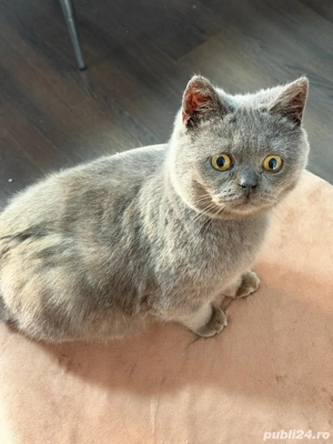British Shorthair Blue  - imagine 2