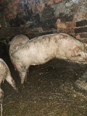 Vând purcei  - imagine 3