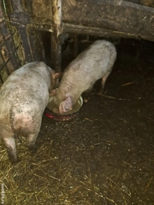 Vând purcei  - imagine 2