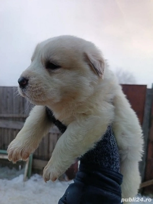 Femela Ciobanesc de Asia centrala  - imagine 5