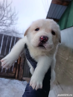 Femela Ciobanesc de Asia centrala  - imagine 2