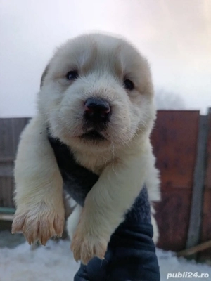 Femela Ciobanesc de Asia centrala  - imagine 4