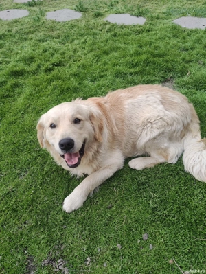 Harley, un câine adorabil !!!... - imagine 5