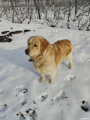 Harley, un câine adorabil !!!... - imagine 2