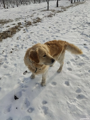 Harley, un câine adorabil !!!... - imagine 3