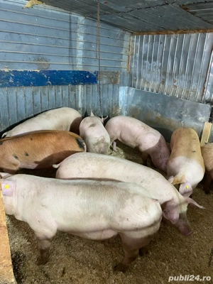  Porci bine crescuți, preț corect! - imagine 3