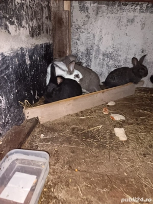 Vand 4 femele si un mascul