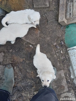 cățeluș golden retriever 