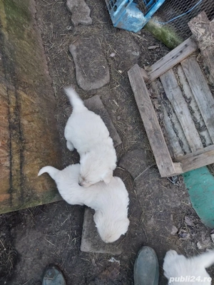 cățeluș golden retriever  - imagine 2