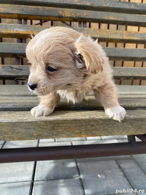 catel bischon - imagine 3