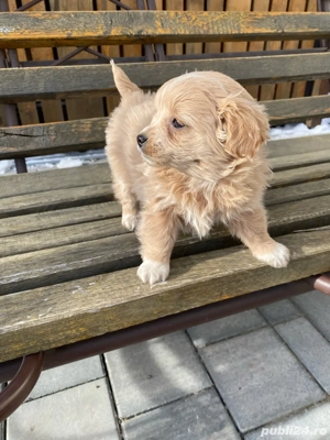 catel bischon - imagine 2