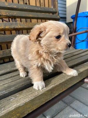 catel bischon - imagine 5