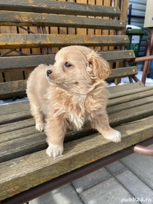 catel bischon - imagine 4