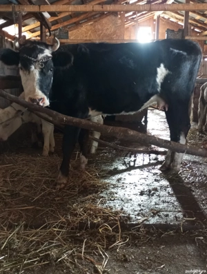 Junica foarte cuminte  - imagine 2