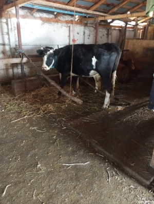 Junica foarte cuminte  - imagine 3