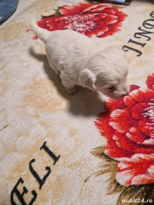 Vand Catei - imagine 2