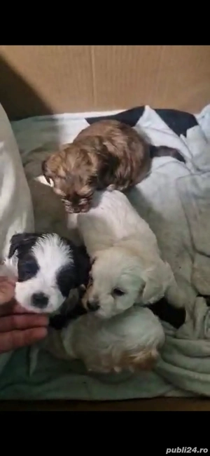 Vand Catei - imagine 4