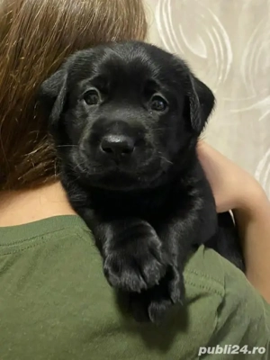 Labrador retriever fetița și baiat