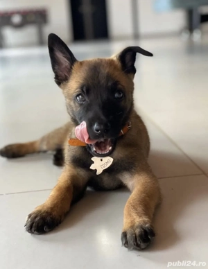 Ciobănesc belgian malinois