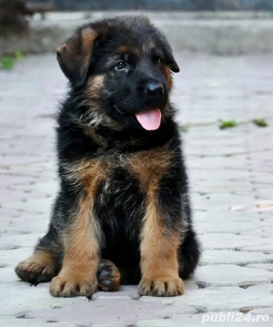 Ciobănesc german fetita