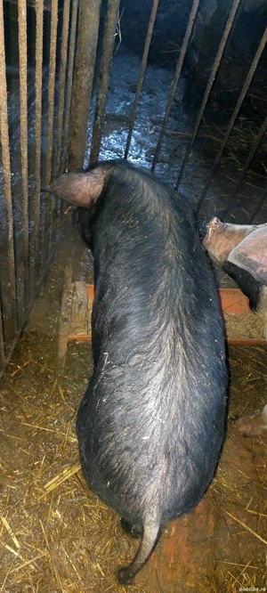 Vând 2 godini BAZNA și DUROC la 40-50 kg bucata