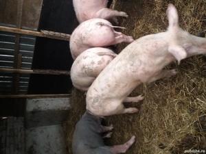 Vand porci 60 80 kg si  scroafa gestanta - imagine 3