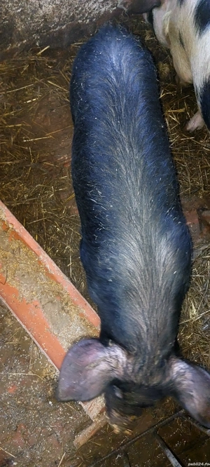 Vand 2 godini DUROC și BAZNA la 40-45 kg - imagine 4
