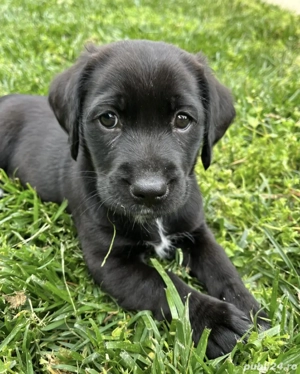 Labrador retriever 550 lei