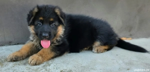 Ciobănesc german fetita - imagine 2